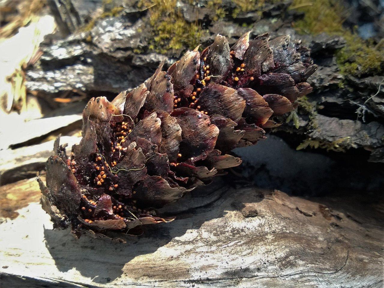 Представитель Семейства Pucciniastraceae